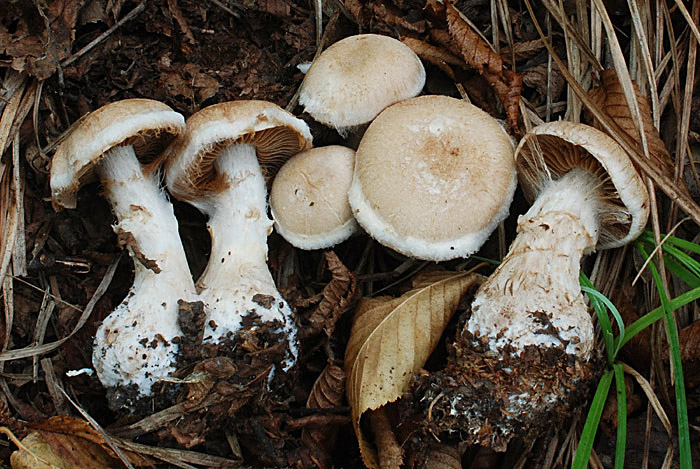 Sericeocybe